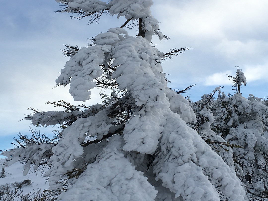 Zao Juhyo Festival-山形市必去景点