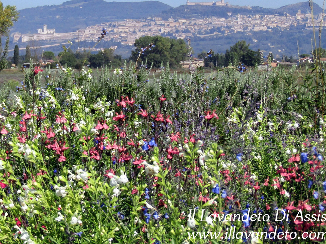 Il Lavandeto di Assisi giardino e vivaio景点图片