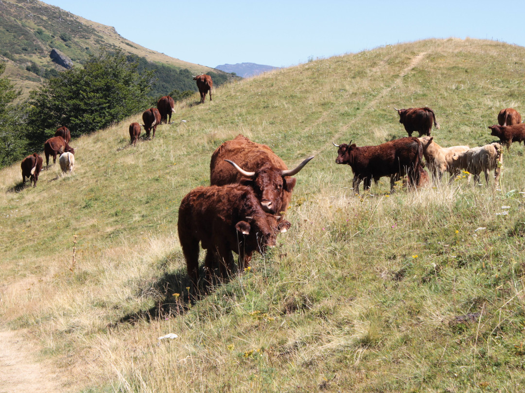 Saint-Projet-de-Salers旅游攻略图片