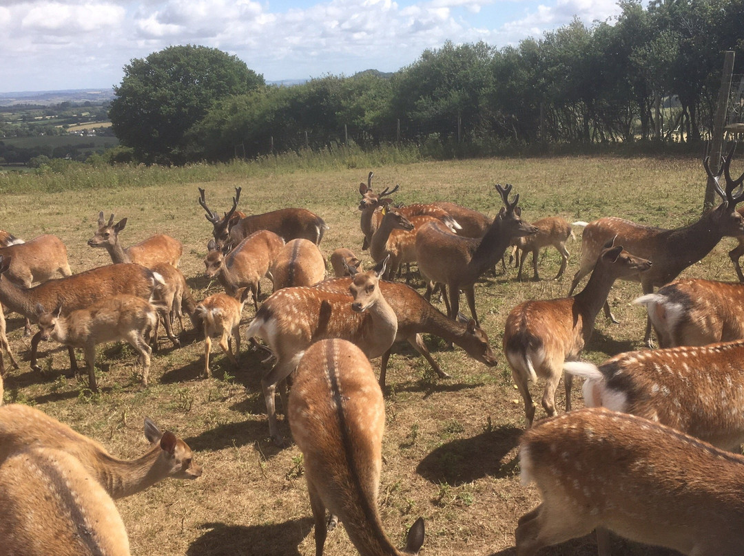 South West Deer Rescue景点图片