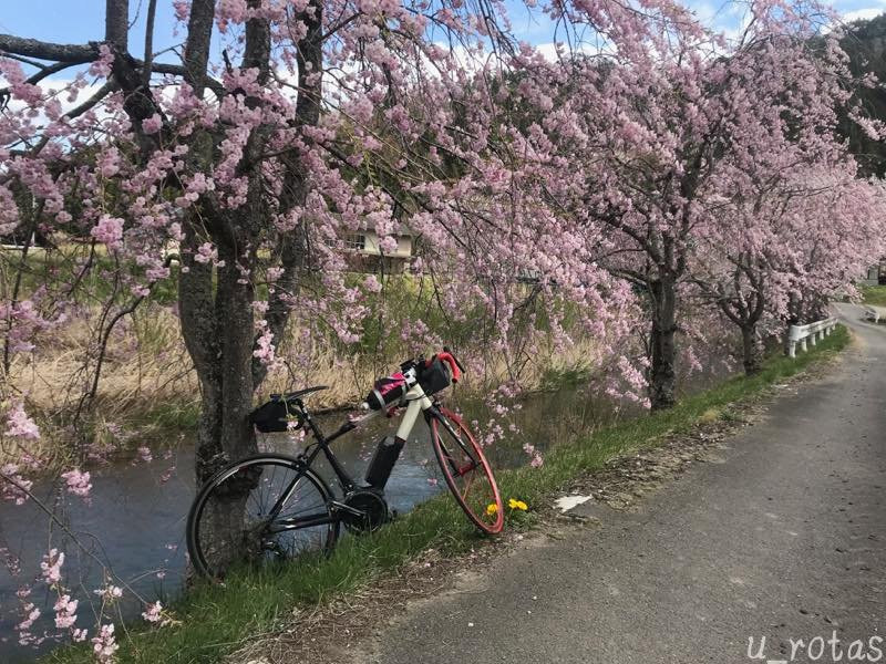 Furudono Sakura Road-古殿町必去景点