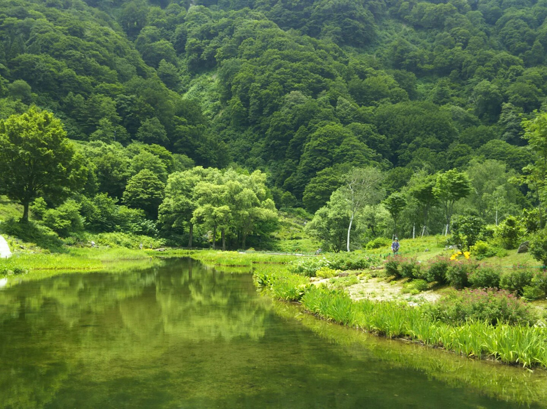 Yuzawa Highland Alpine Garden景点图片