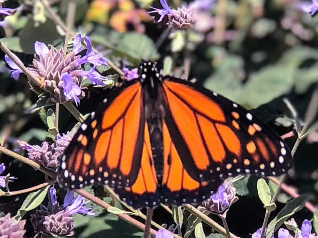Los Rios Park-San Juan Capistrano必去景点