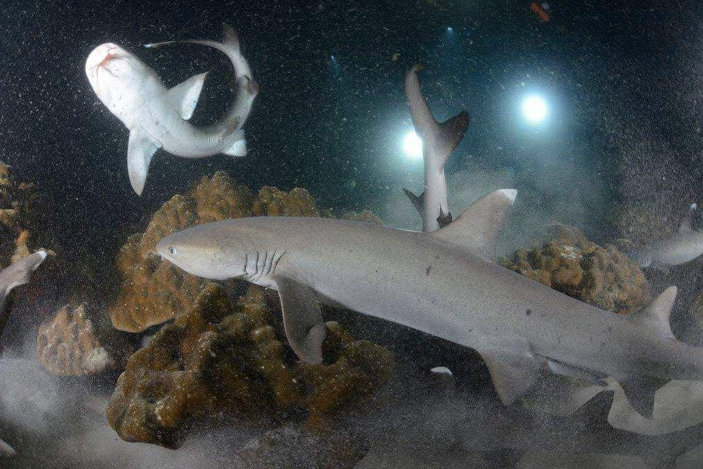 Sierpe River Camp主图