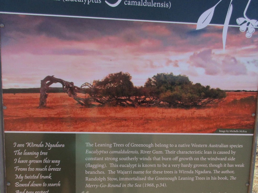 The Leaning Trees-Greenough必去景点