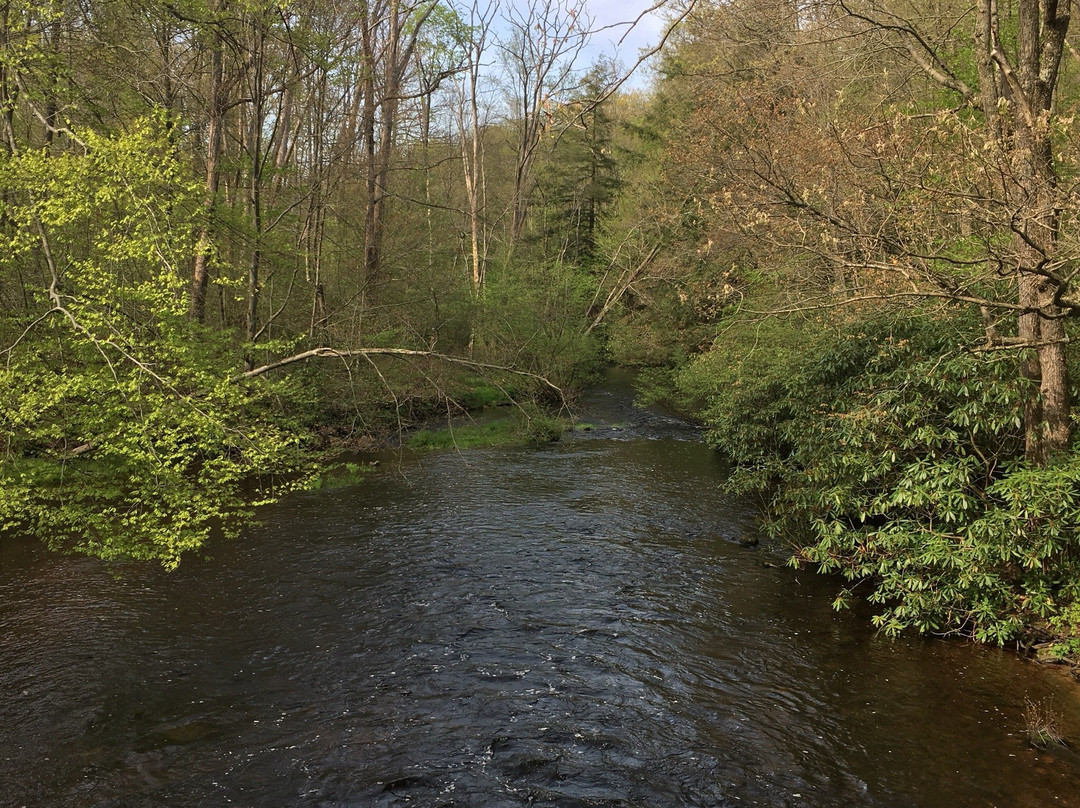Black Moshannon State Park景点图片