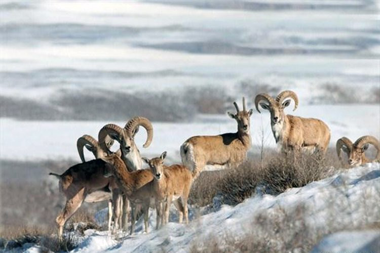Salook National Park景点图片