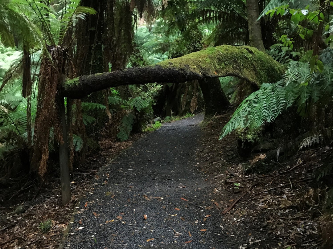 Cyathea Falls-Tarra Valley必去景点