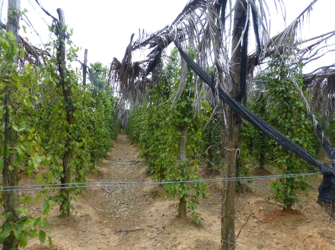 Patio-白马必去景点