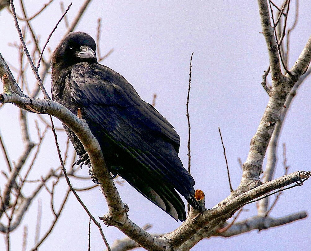 Daniel Webster Wildlife Sanctuary景点图片