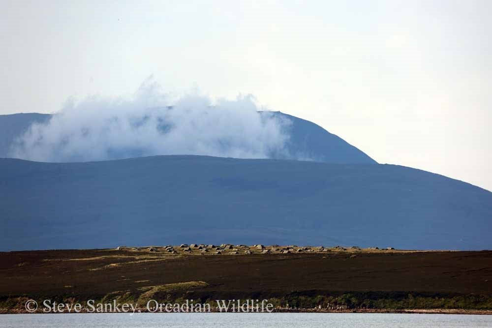 Orcadian Wildlife景点图片