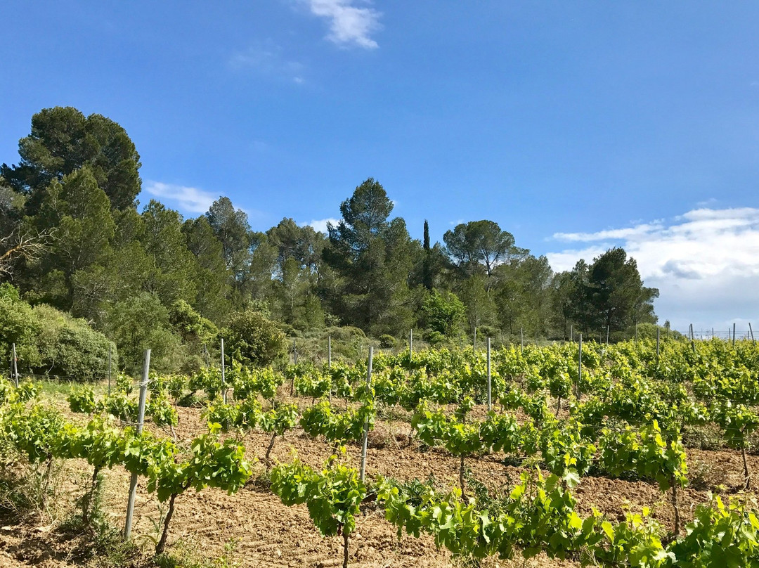 Chateau Pech-Celeyran主图
