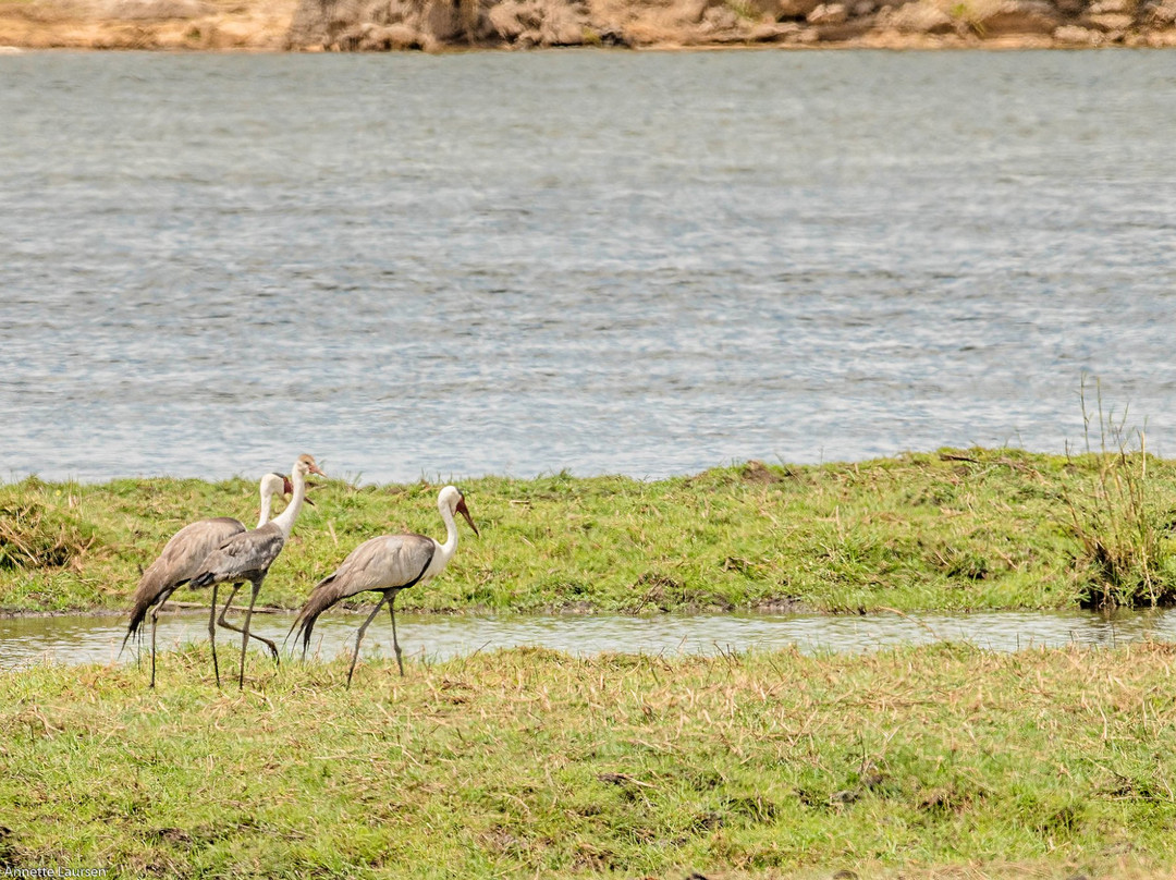 Buffalo Core Area-Bwabwata National Park必去景点
