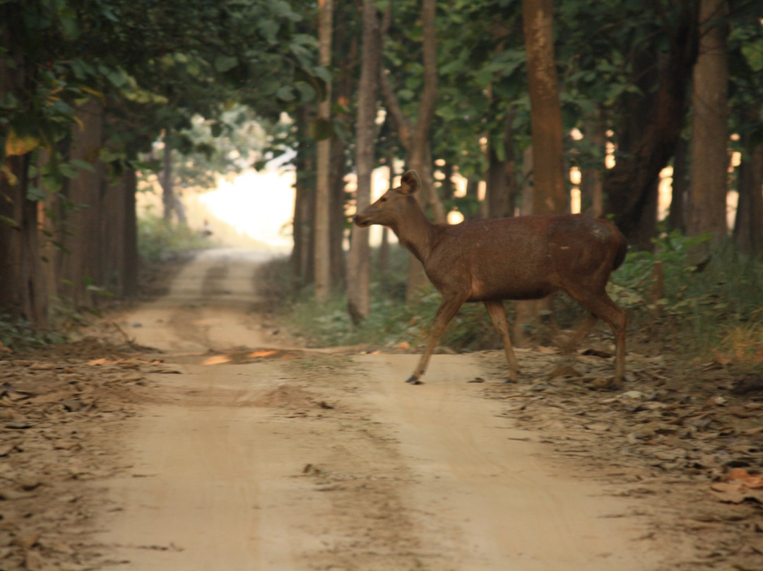 Dudhwa National Park景点图片