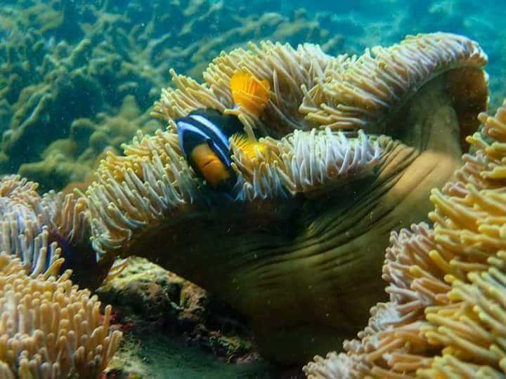 St. Luke Snorkeling Day Trip-丹老群岛必去景点