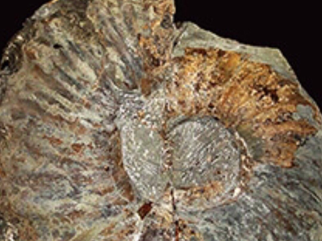 Mizunami Fossil Museum-瑞浪市必去景点