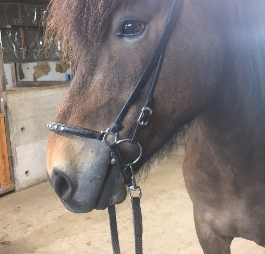 Perluhestar-Thorlakshofn必去景点