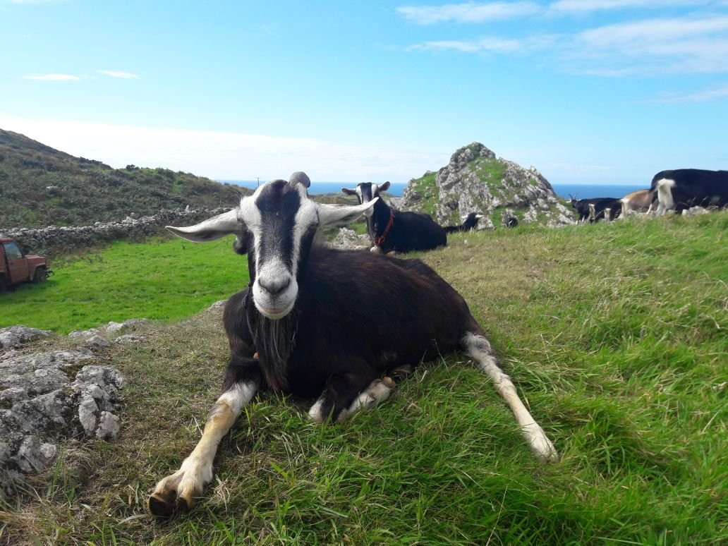 Skibbereen旅游景点-Cleire Goats