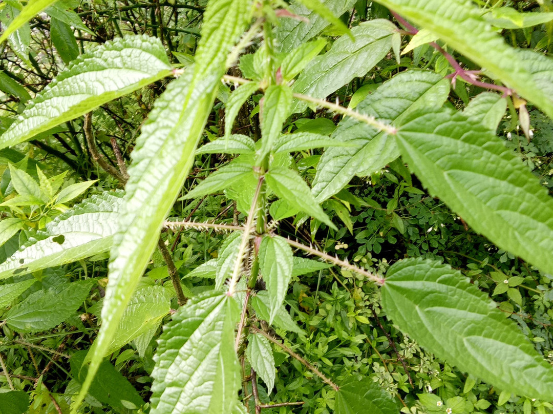 Benog Wildlife Sanctuary-马苏里必去景点
