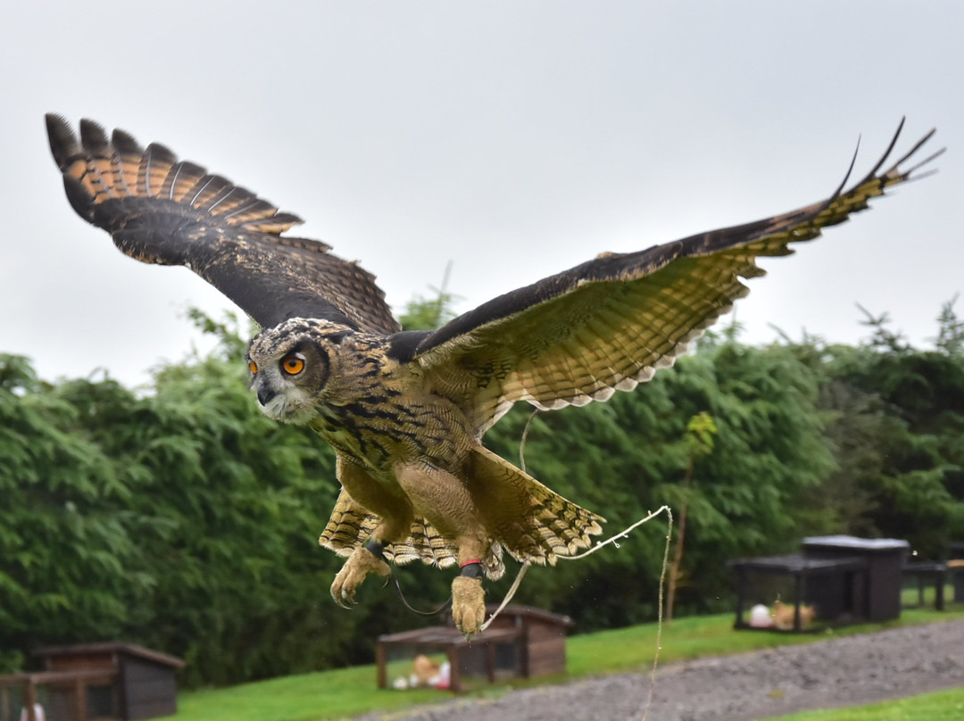 Speyside Falconry