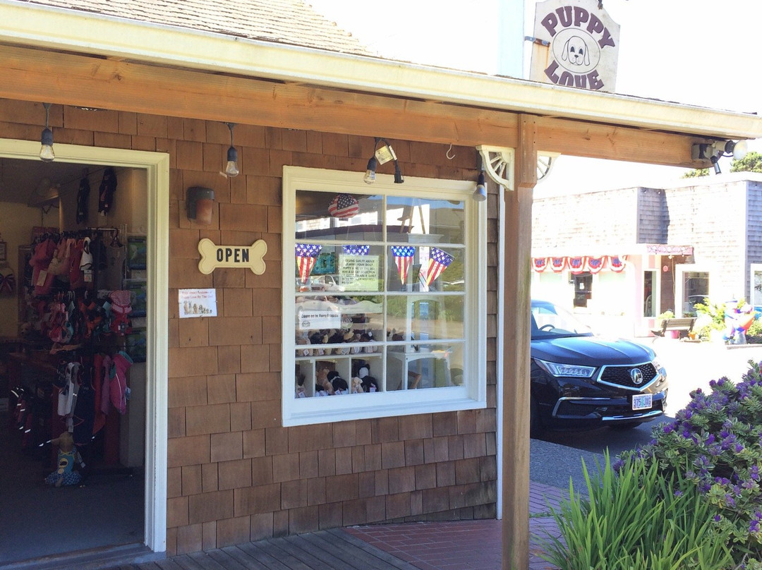 Puppy Love by the Sea-坎农比奇必去景点