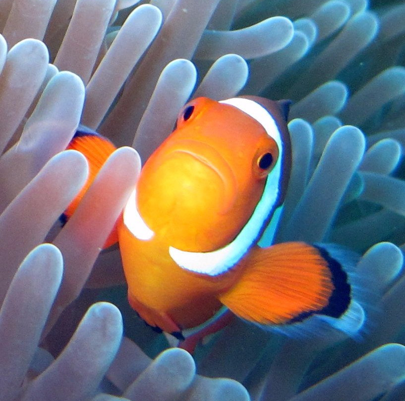 Bastianos Divers Manado景点图片