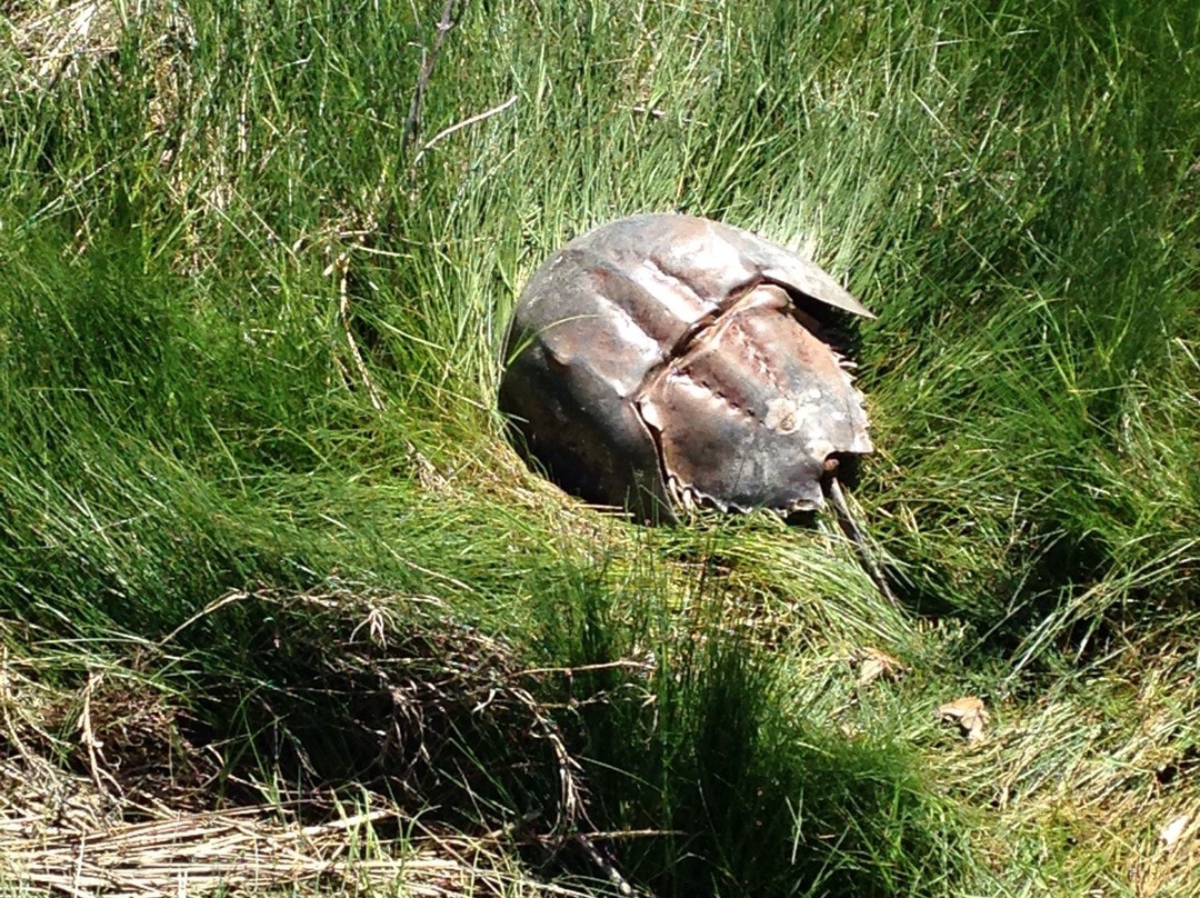 Burton Island Trail-里霍博斯比奇必去景点