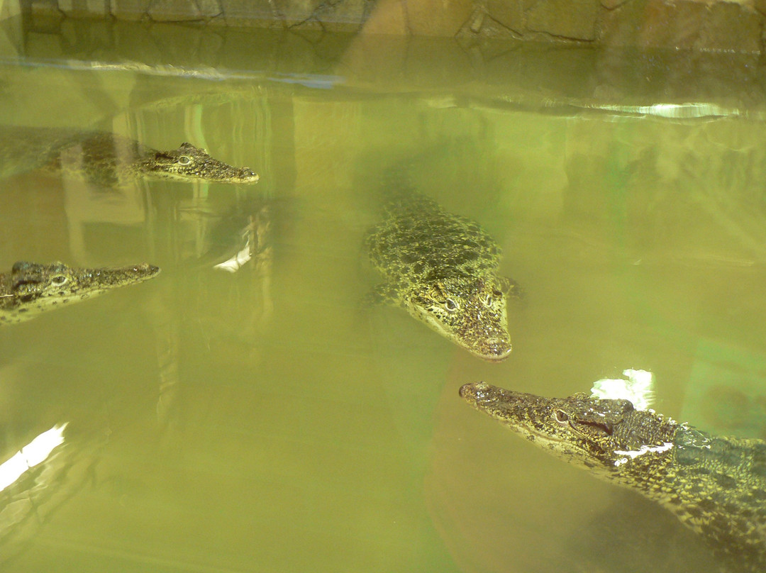Krokodyli ZOO Protivin景点图片