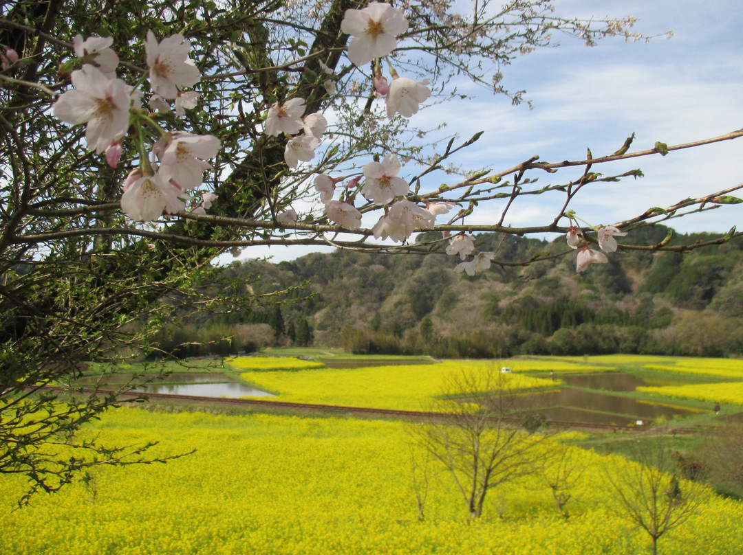 Ishuigami no Nanohana Batake-市原市必去景点