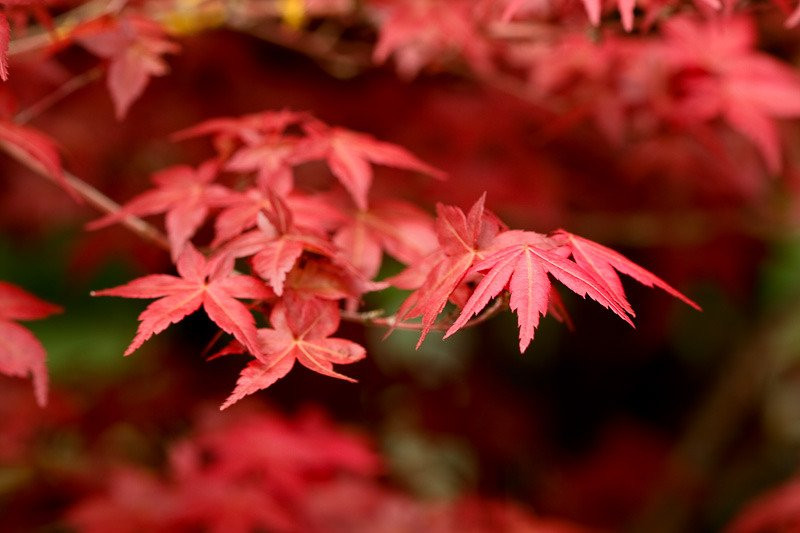 Arboretum National des Barres-Nogent-sur-Vernisson必去景点