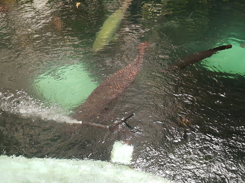 Paradise Water Park-曼谷必去景点