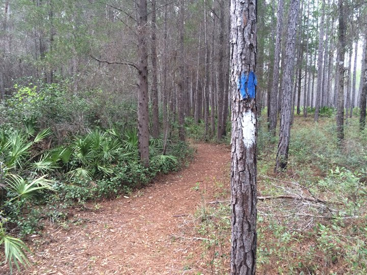 Apalachicola National Forest景点图片