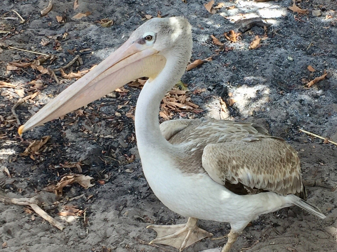 Best Bird Watching Gambia-Bijilo必去景点