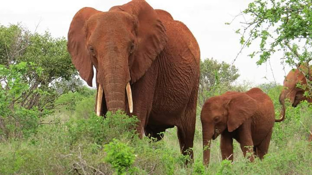 Eddison Safari Kenya-瓦塔木必去景点