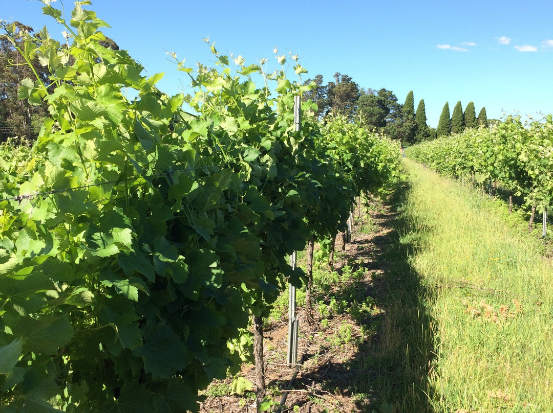 Marist Wines-Mittagong必去景点