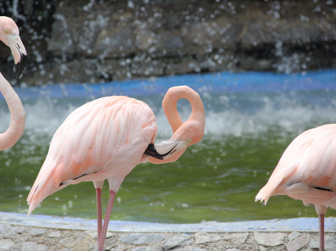 Expanzoo Expansion Centro Educativo Recreacional-加拉加斯必去景点