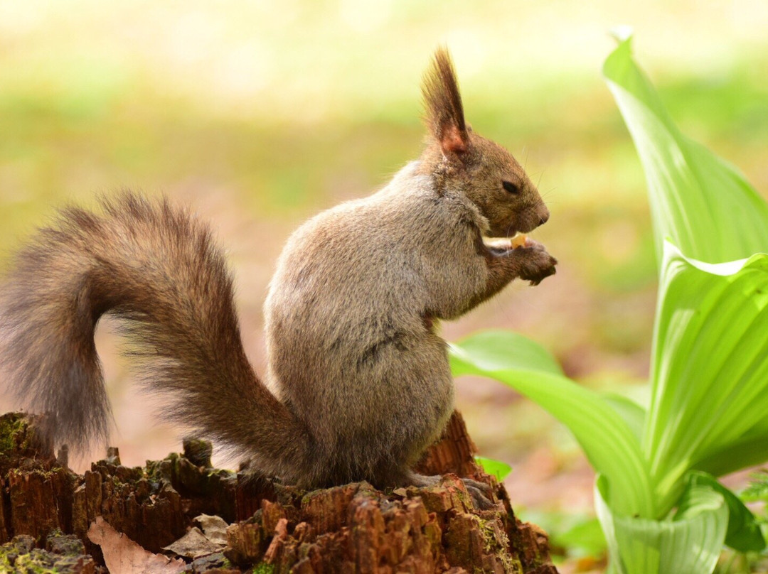 Otofuke Shrine-音更町必去景点