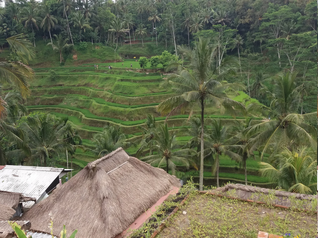 Wenten Bali Tour景点图片