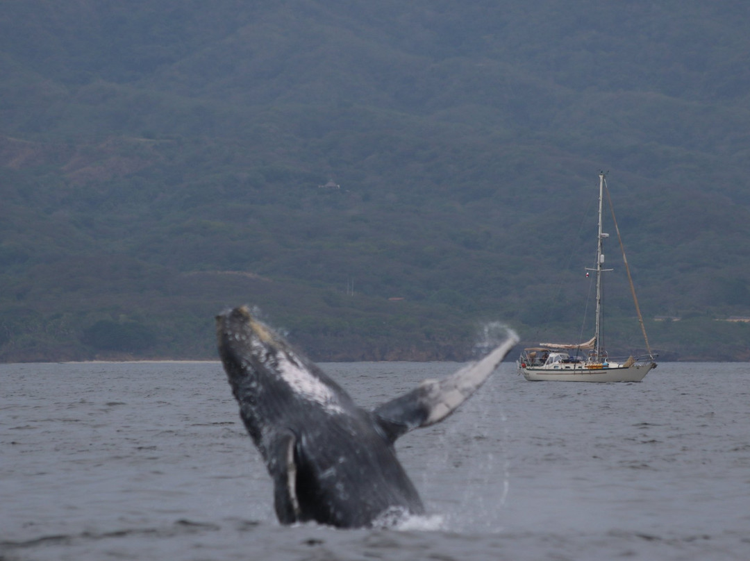 Eco Explorer Whale Watching景点图片