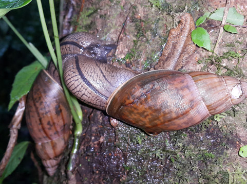 Monteverde Nature Guided Tours-圣埃伦娜必去景点
