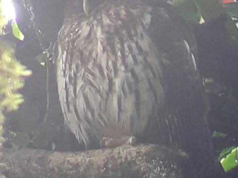 Monteverde Nature Guided Tours-圣埃伦娜必去景点