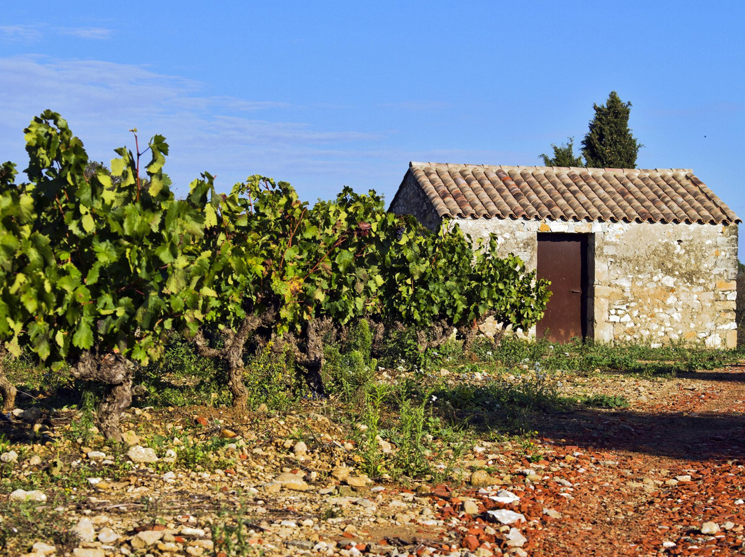 Domaine Massillan景点图片