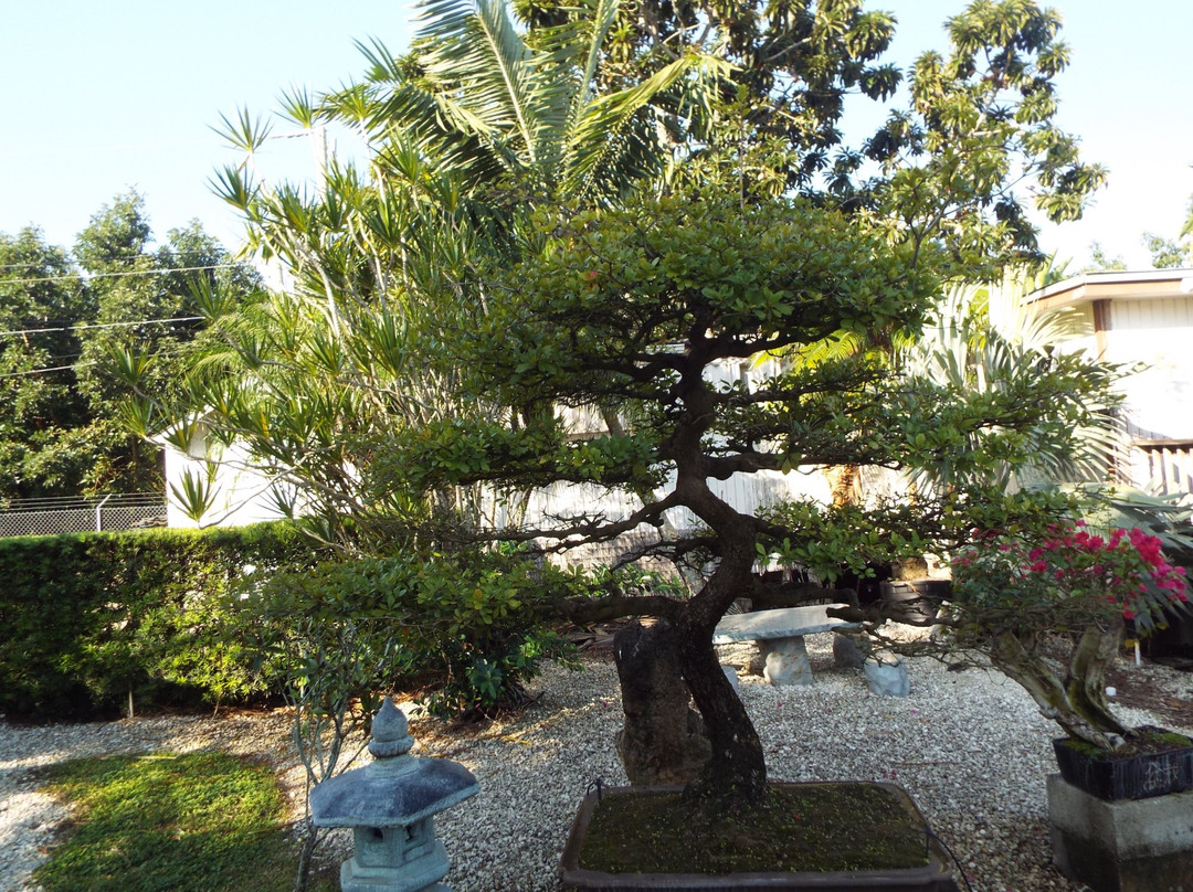 Miami Tropical Bonsai-迈阿密必去景点