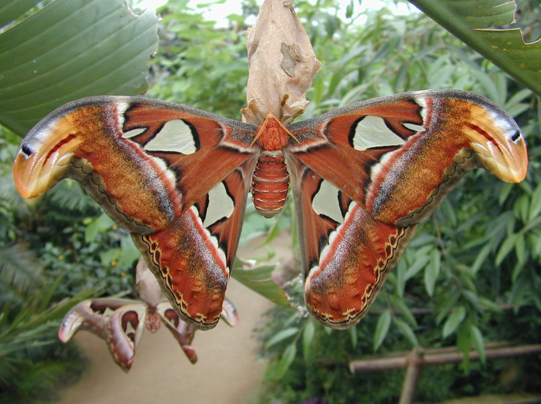 Haus der Schmetterlinge - Alaris Schmetterlingspark-Uslar必去景点
