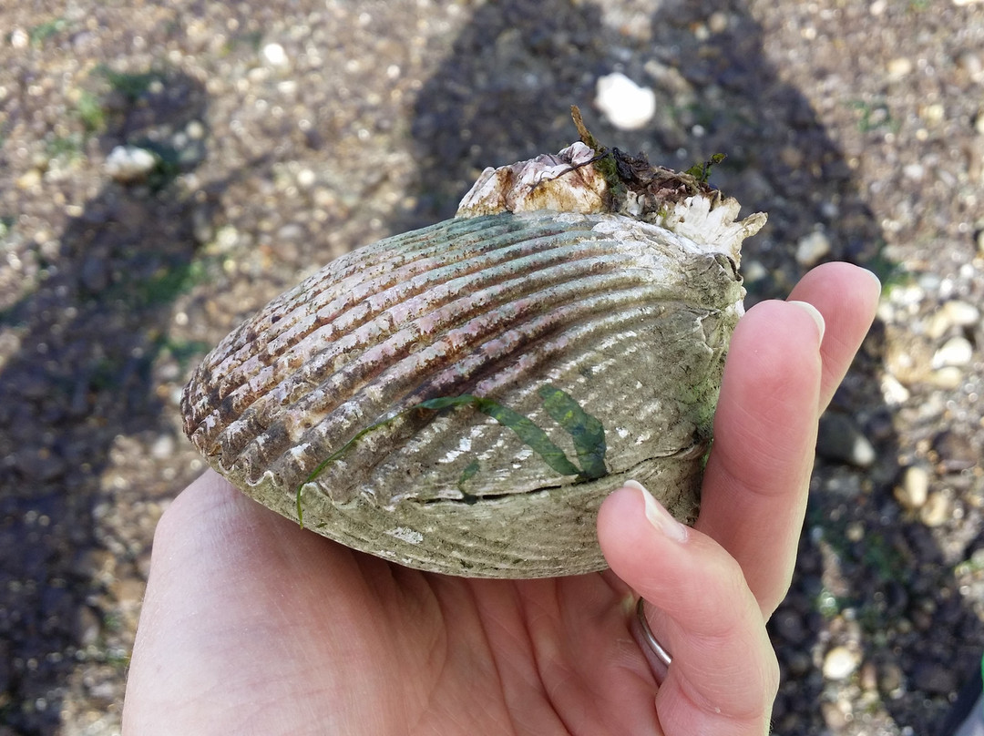 Des Moines Creek Trail-得梅因必去景点