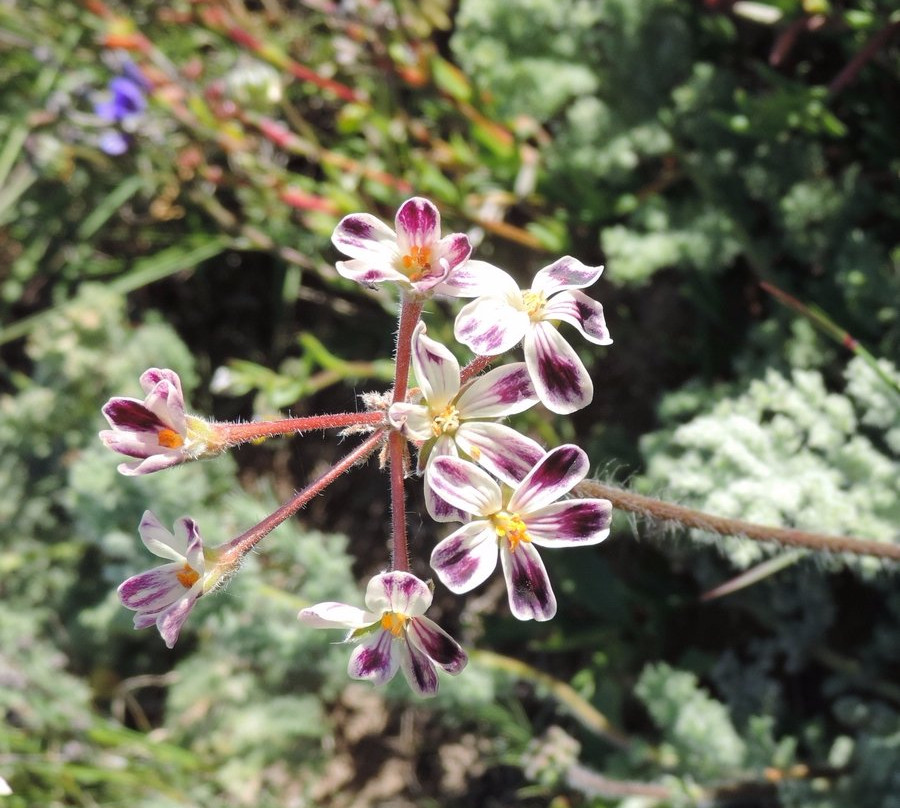 Tienie Versfeld Wildflower Reserve-Darling必去景点