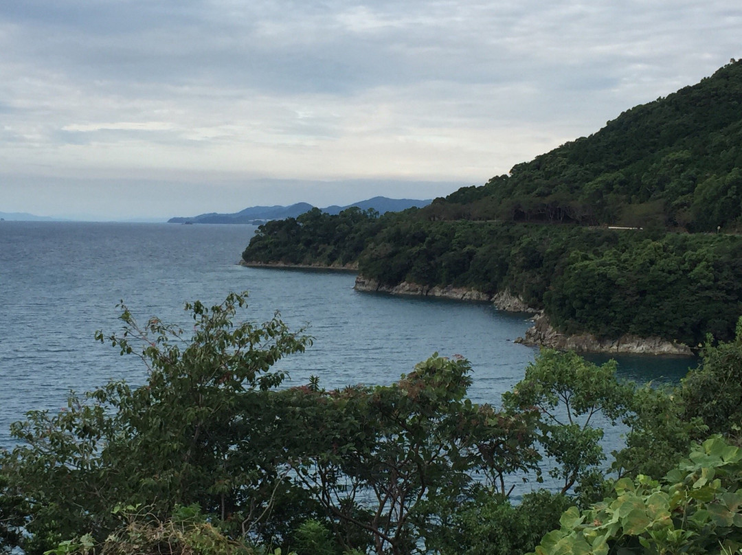 Cherry Blossom Trees along Yunoko Beach Road-水俣市必去景点
