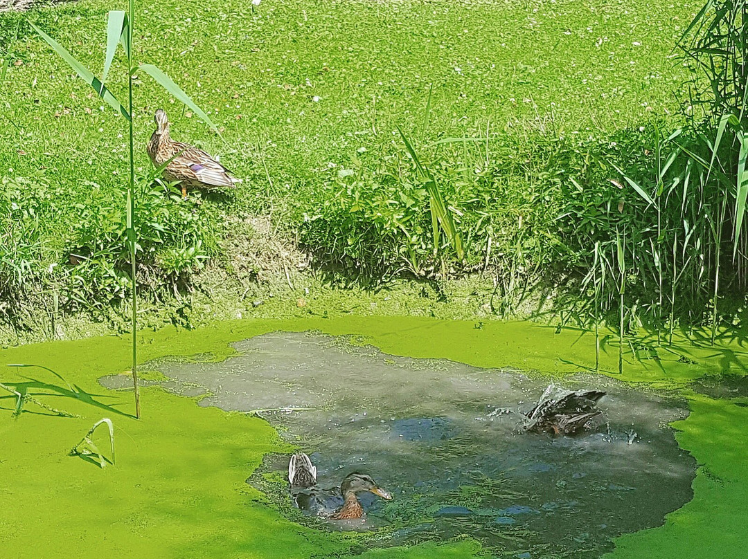 Wildpark Reuschenberg景点图片