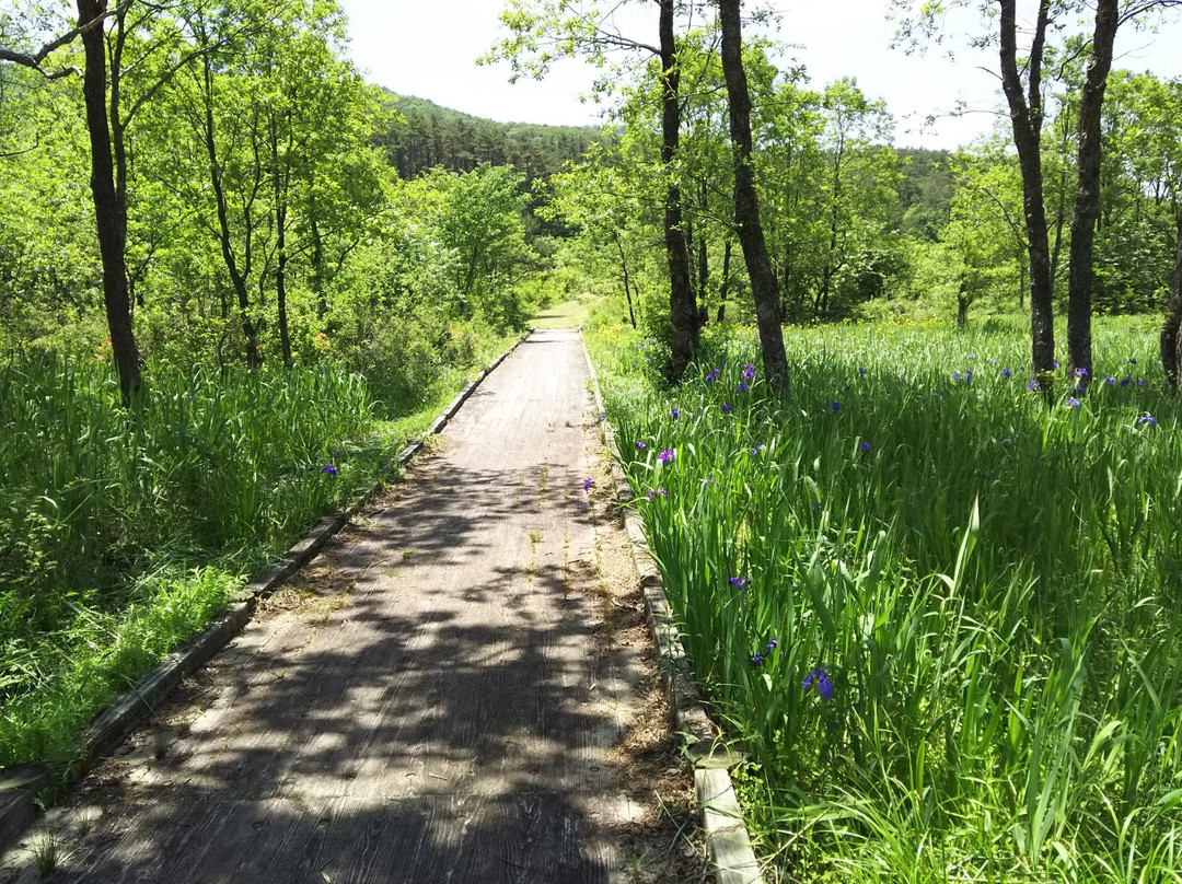 Yawata Wetlands景点图片