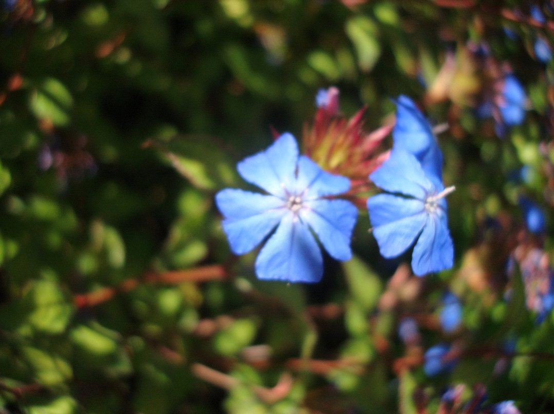 Old City Cemetery-沙加缅度必去景点